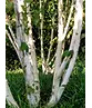 Himalaya Birke mehrstämmig | Betula utilis 'Jacquemontii'