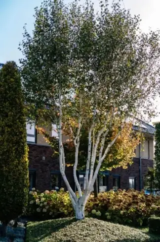 Himalaya Birke mehrstämmig | Betula utilis 'Jacquemontii'