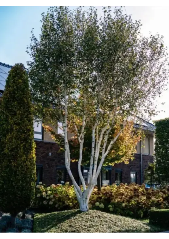 Himalaya Birke mehrstämmig | Betula utilis 'Jacquemontii'