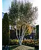 Himalaya Birke mehrstämmig | Betula utilis 'Jacquemontii'