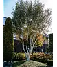 Himalaya Birke mehrstämmig | Betula utilis 'Jacquemontii'
