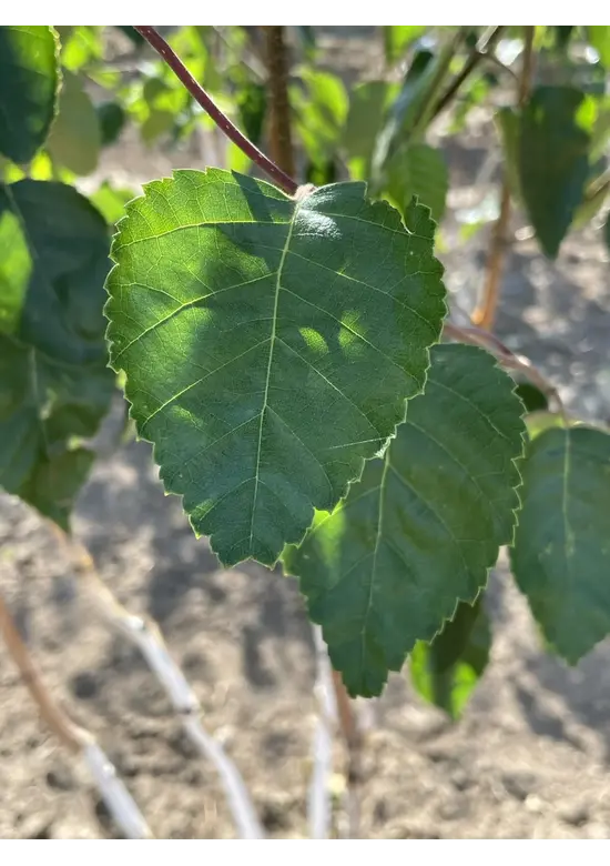 Himalaya Birke mehrstämmig | Betula utilis 'Jacquemontii'