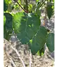 Himalaya Birke mehrstämmig | Betula utilis 'Jacquemontii'