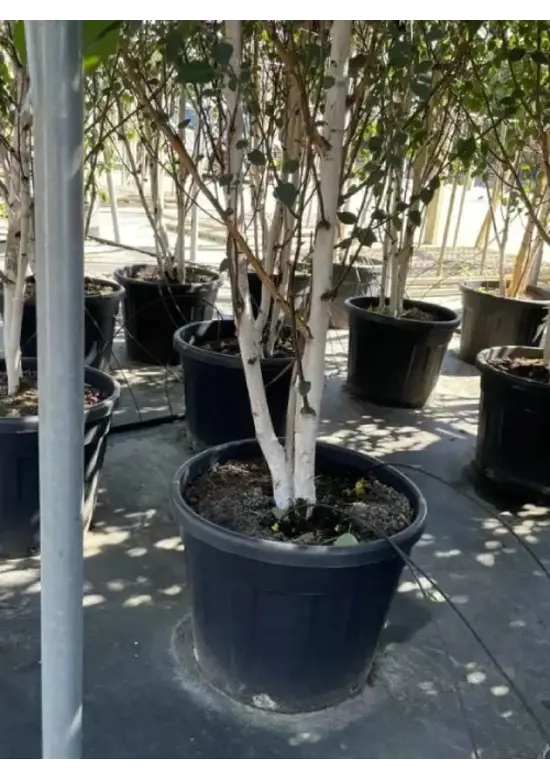Himalaya Birke mehrstämmig | Betula utilis 'Jacquemontii'