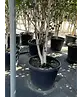 Himalaya Birke mehrstämmig | Betula utilis 'Jacquemontii'