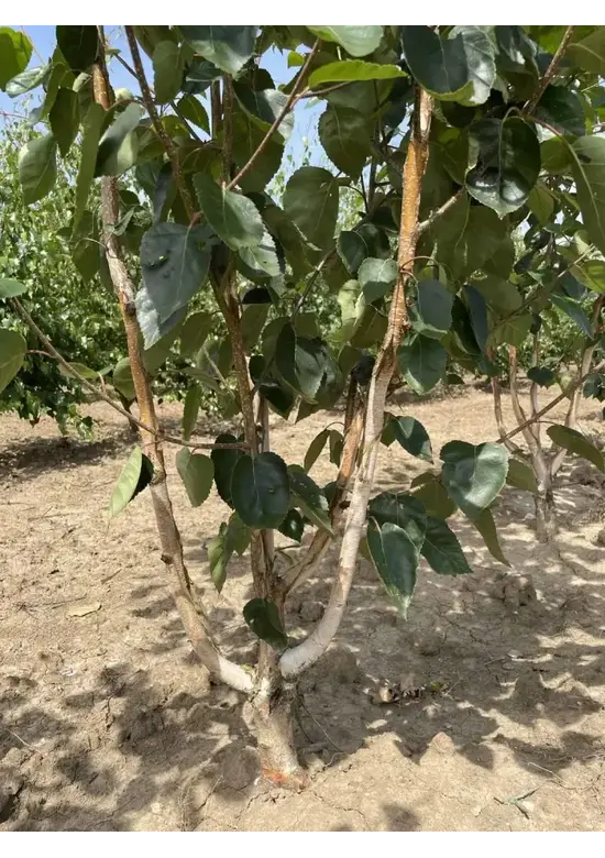 Himalaya Birke mehrstämmig | Betula utilis 'Jacquemontii'