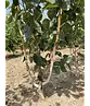 Himalaya Birke mehrstämmig | Betula utilis 'Jacquemontii'