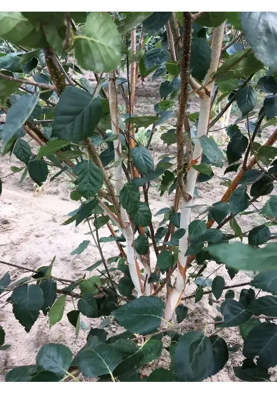 Himalaya Birke mehrstämmig | Betula utilis 'Jacquemontii'