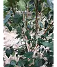 Himalaya Birke mehrstämmig | Betula utilis 'Jacquemontii'