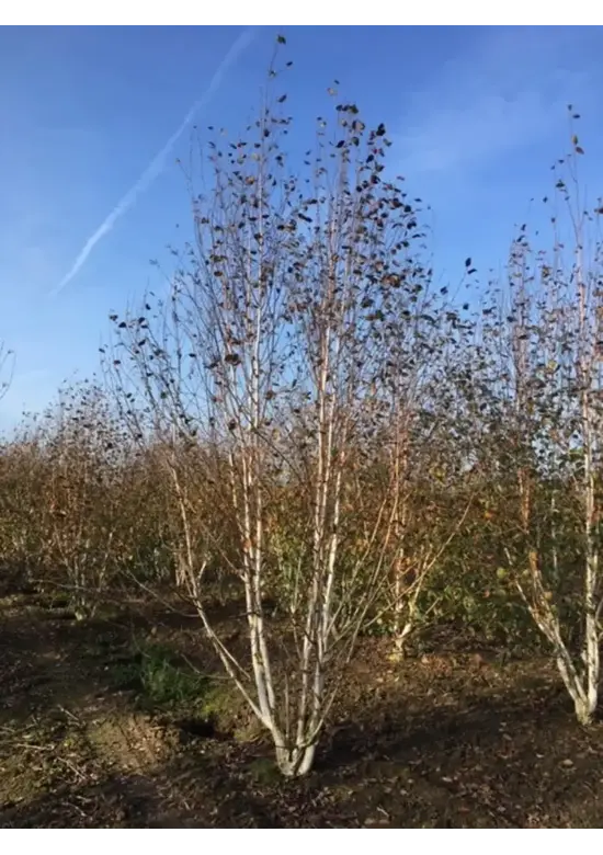 Himalaya Birke mehrstämmig | Betula utilis 'Jacquemontii'