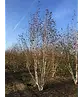 Himalaya Birke mehrstämmig | Betula utilis 'Jacquemontii'