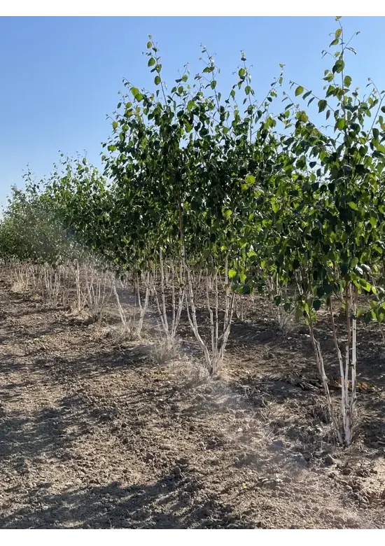 Himalaya Birke mehrstämmig | Betula utilis 'Jacquemontii'