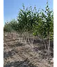 Himalaya Birke mehrstämmig | Betula utilis 'Jacquemontii'
