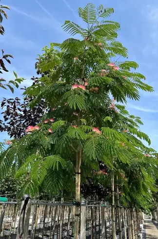 Seidenbaum 'Ombrella' | Albizia julibrissin 'Ombrella'