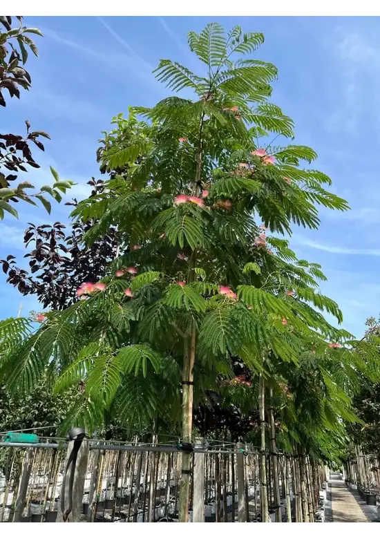 Seidenbaum 'Ombrella' | Albizia julibrissin 'Ombrella'
