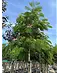 Seidenbaum 'Ombrella' | Albizia julibrissin 'Ombrella'