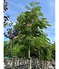 Seidenbaum 'Ombrella' | Albizia julibrissin 'Ombrella'