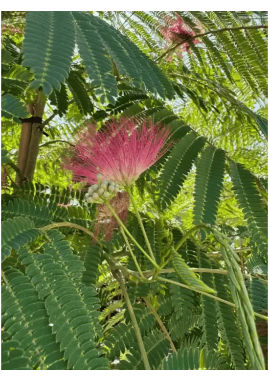 Seidenbaum 'Ombrella' | Albizia julibrissin 'Ombrella'