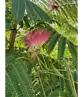 Seidenbaum 'Ombrella' | Albizia julibrissin 'Ombrella'