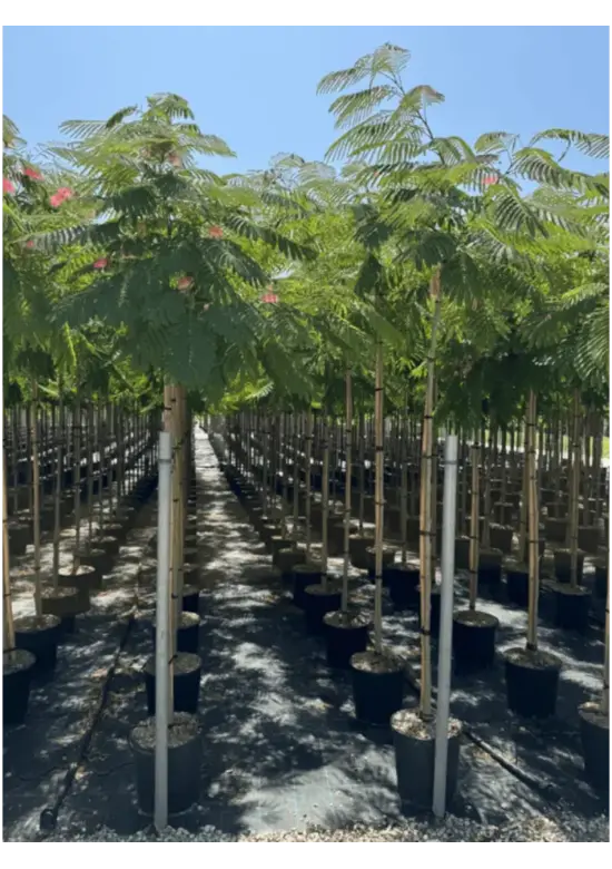Seidenbaum 'Ombrella' | Albizia julibrissin 'Ombrella'
