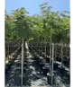 Seidenbaum 'Ombrella' | Albizia julibrissin 'Ombrella'