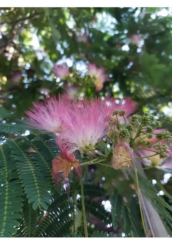 Seidenbaum 'Ombrella' | Albizia julibrissin 'Ombrella'