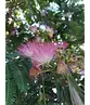 Seidenbaum 'Ombrella' | Albizia julibrissin 'Ombrella'