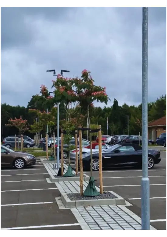 Seidenbaum 'Ombrella' | Albizia julibrissin 'Ombrella'