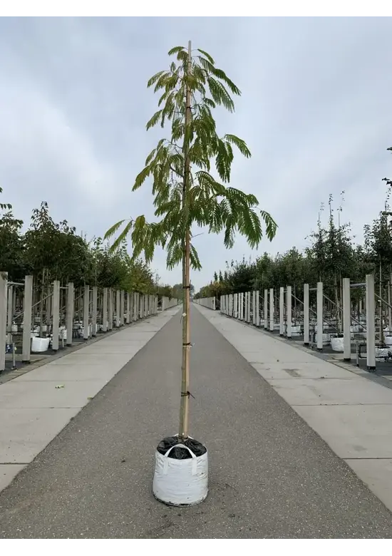 Seidenbaum 'Ombrella' | Albizia julibrissin 'Ombrella'