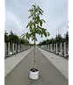 Seidenbaum 'Ombrella' | Albizia julibrissin 'Ombrella'