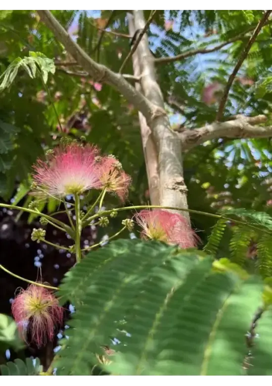 Seidenbaum 'Ombrella' | Albizia julibrissin 'Ombrella'