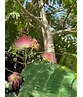 Seidenbaum 'Ombrella' | Albizia julibrissin 'Ombrella'