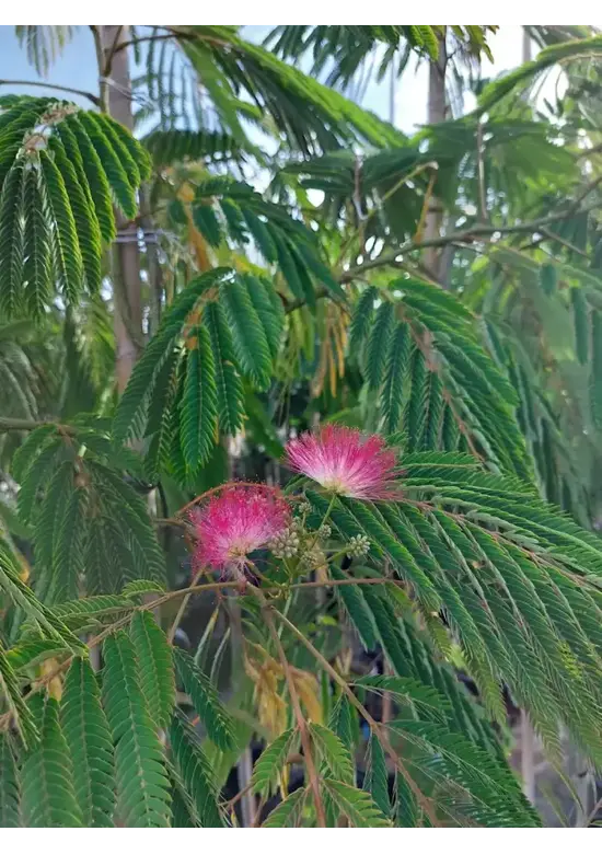 Seidenbaum 'Ombrella' | Albizia julibrissin 'Ombrella'