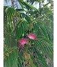 Seidenbaum 'Ombrella' | Albizia julibrissin 'Ombrella'