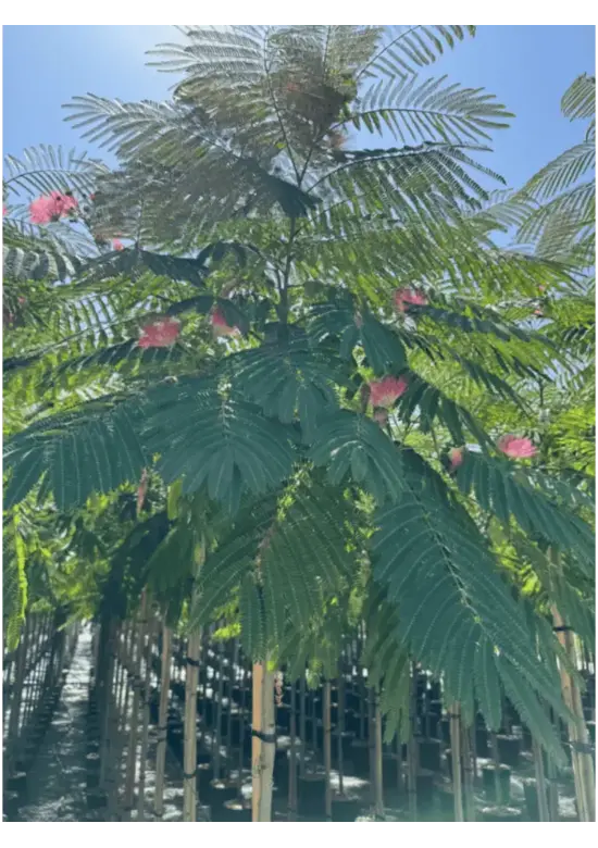 Seidenbaum 'Ombrella' | Albizia julibrissin 'Ombrella'