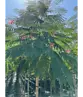 Seidenbaum 'Ombrella' | Albizia julibrissin 'Ombrella'