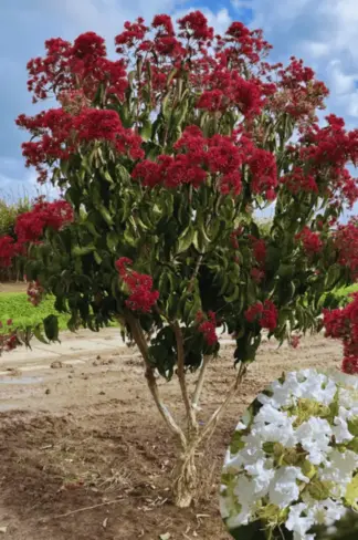 Sieben Söhne des Himmels Strauch mehrstämmig | Heptacodium miconioides