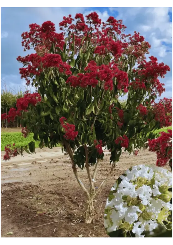 Sieben Söhne des Himmels Strauch mehrstämmig | Heptacodium miconioides