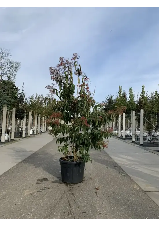 Sieben Söhne des Himmels Strauch mehrstämmig | Heptacodium miconioides