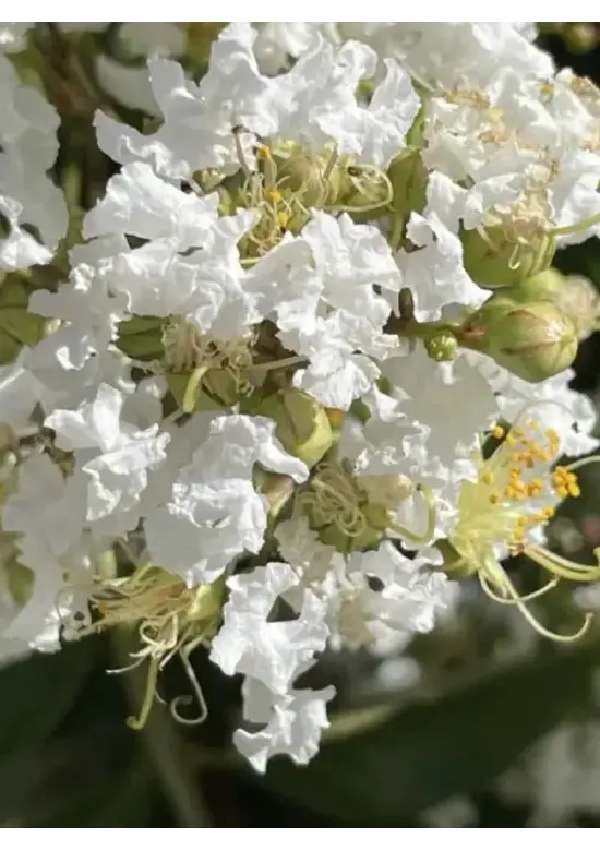 Sieben Söhne des Himmels Strauch mehrstämmig | Heptacodium miconioides
