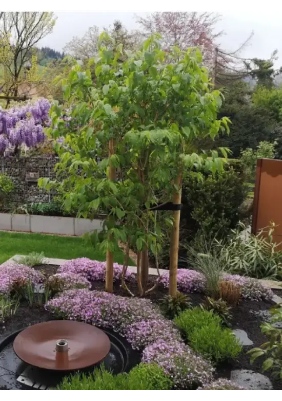Sieben Söhne des Himmels Strauch mehrstämmig | Heptacodium miconioides