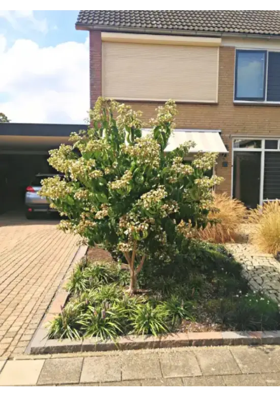 Sieben Söhne des Himmels Strauch mehrstämmig | Heptacodium miconioides