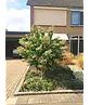 Sieben Söhne des Himmels Strauch mehrstämmig | Heptacodium miconioides