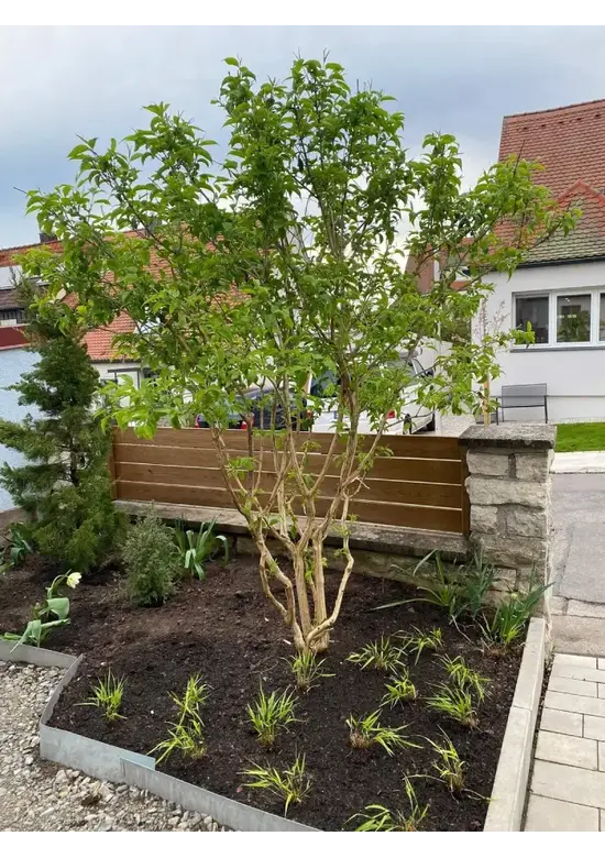 Sieben Söhne des Himmels Strauch mehrstämmig | Heptacodium miconioides