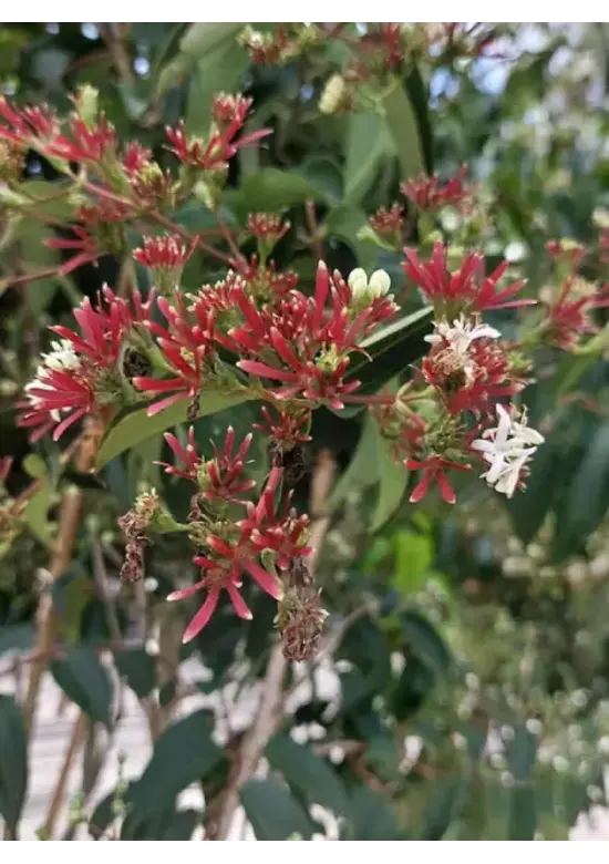 Sieben Söhne des Himmels Strauch mehrstämmig | Heptacodium miconioides