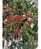 Sieben Söhne des Himmels Strauch mehrstämmig | Heptacodium miconioides