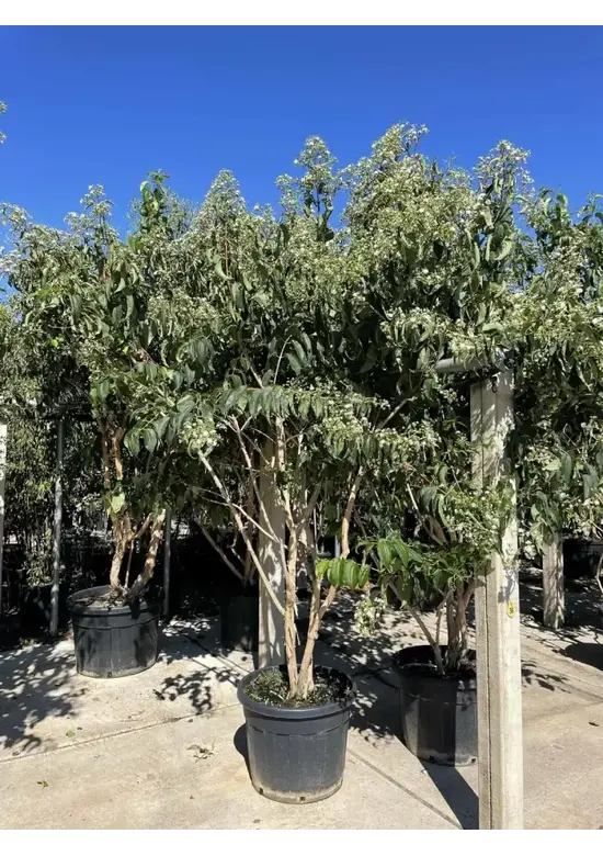 Sieben Söhne des Himmels Strauch mehrstämmig | Heptacodium miconioides