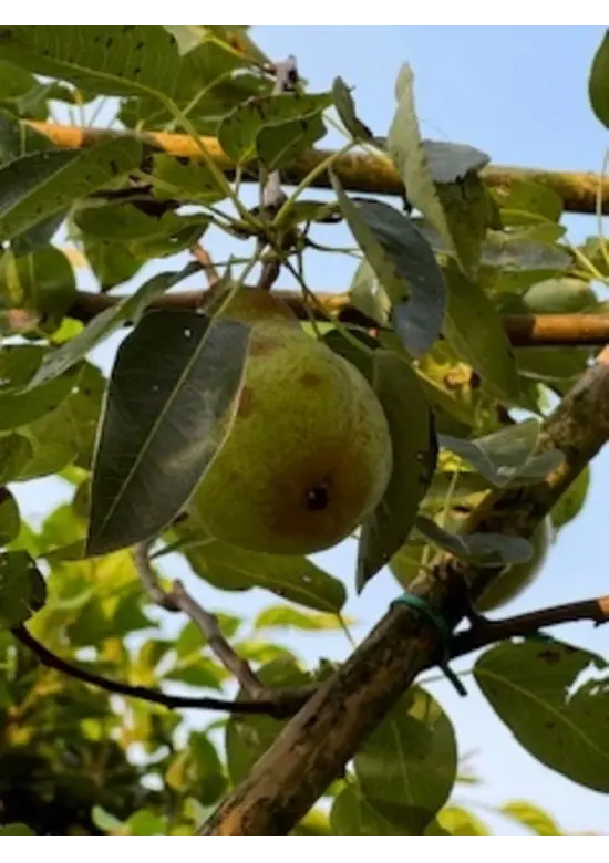 Spalierbirne 'Conference' | Pyrus communis 'Conference'