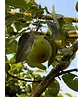 Spalierbirne 'Conference' | Pyrus communis 'Conference'