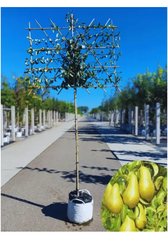 Spalierbirne 'Conference' | Pyrus communis 'Conference'